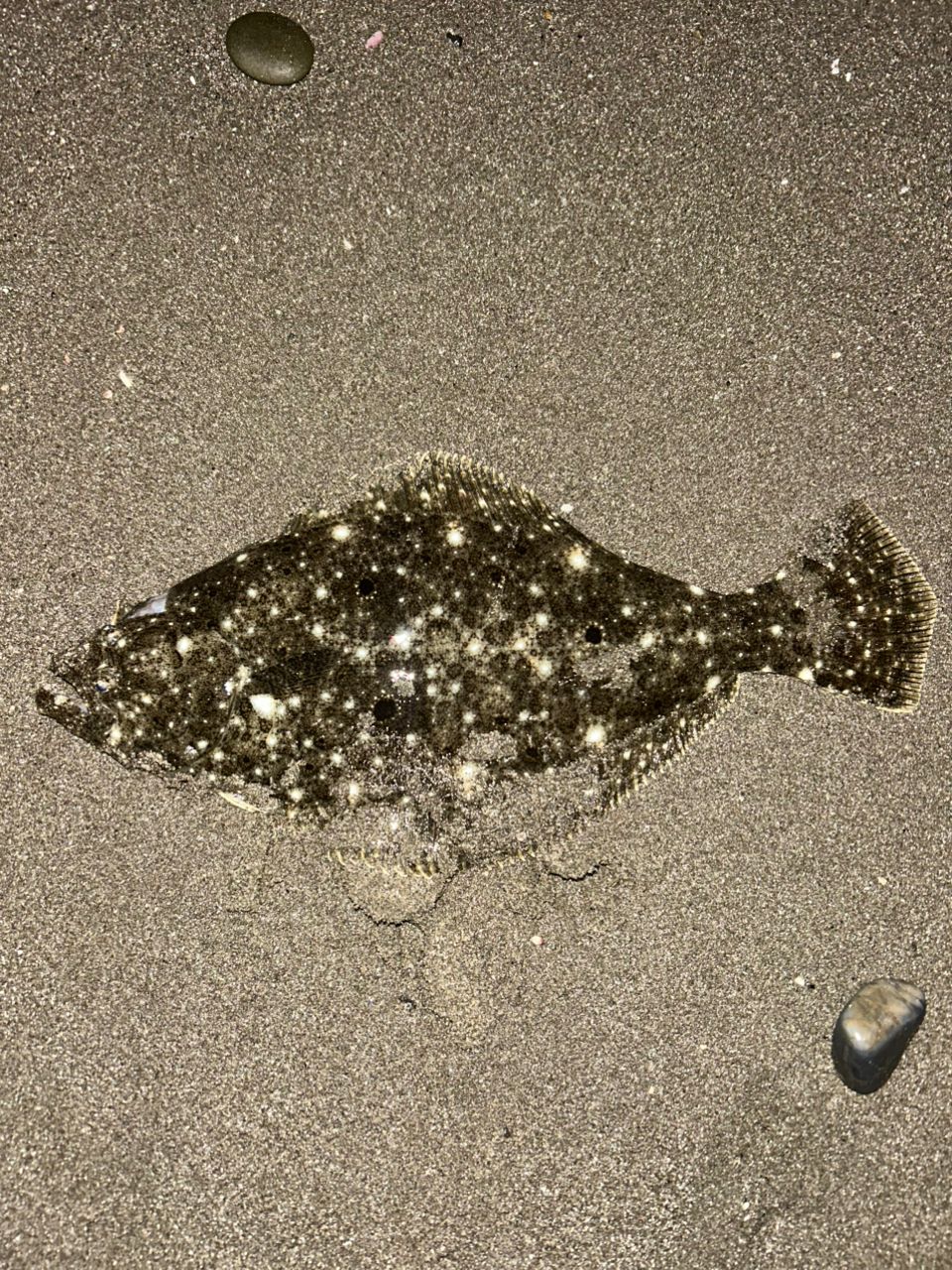 GCRAFT セブンセンスTR モンスターサーフ MSS-1052-TRの最安値