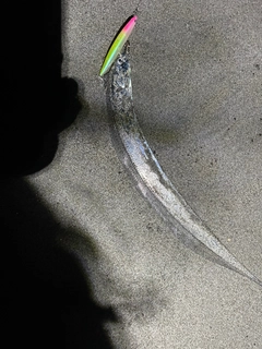 タチウオの釣果