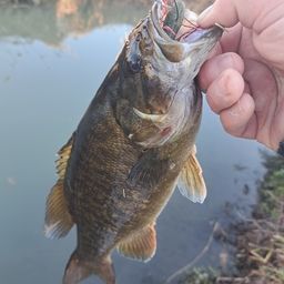 スモールマウスバス