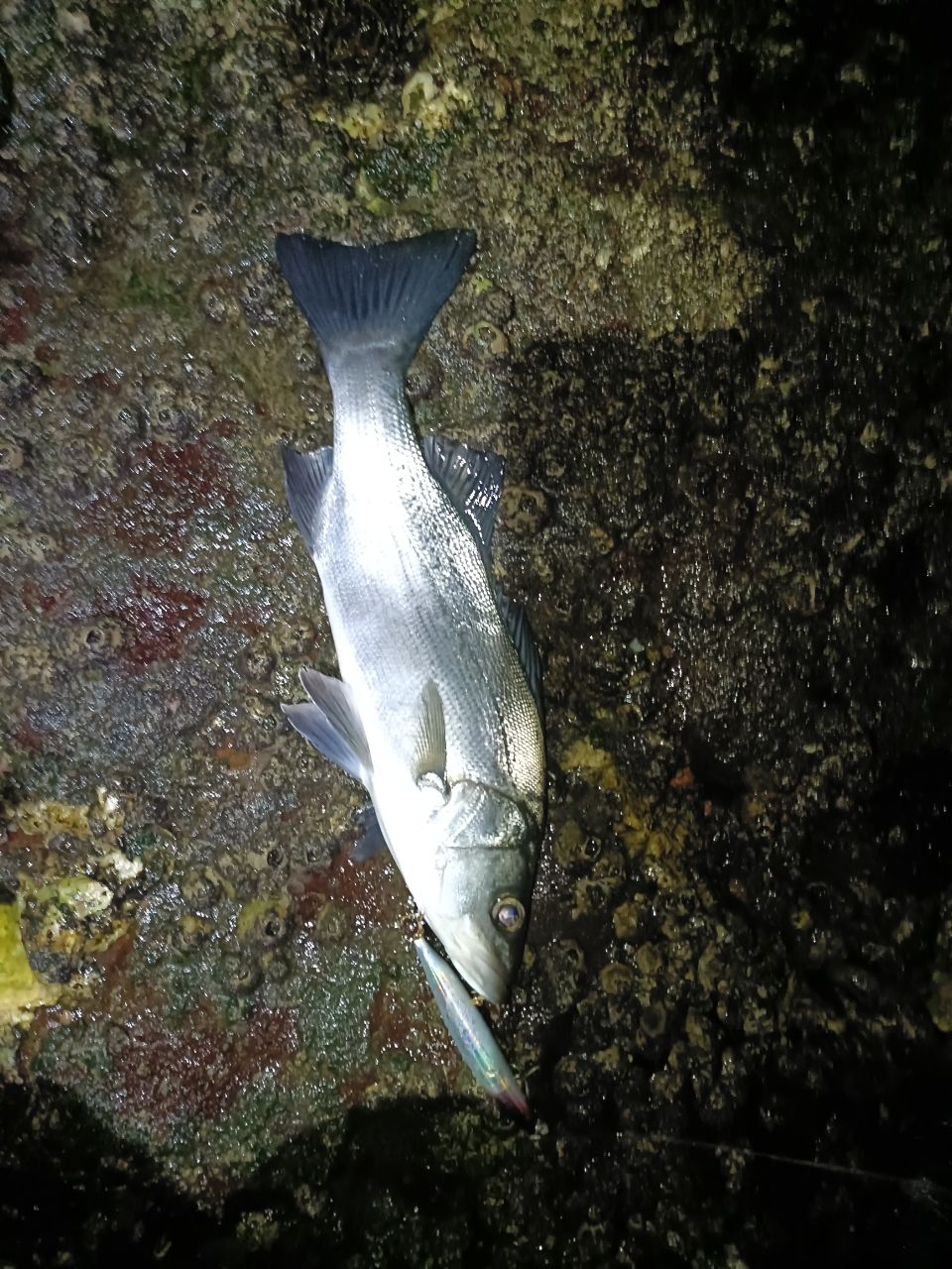 セイゴ（ヒラスズキ）