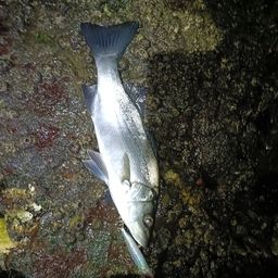 セイゴ（ヒラスズキ）