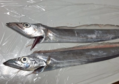 タチウオの釣果