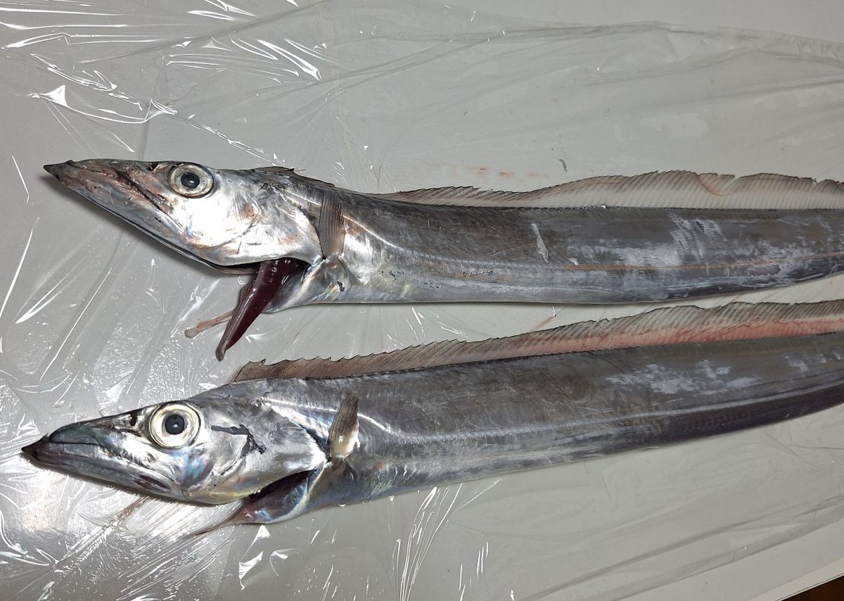 Kazu-kmkkさんの釣果 1枚目の画像