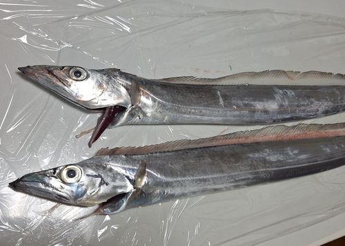 タチウオの釣果