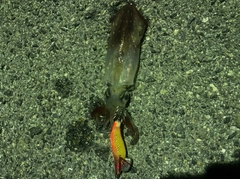 チイチイイカの釣果