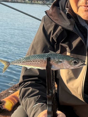 釣り公園佐助屋