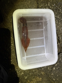 ヤリイカの釣果