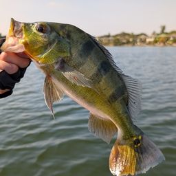 ピーコックバス