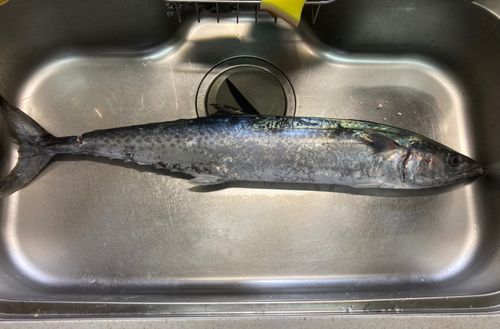 サワラの釣果