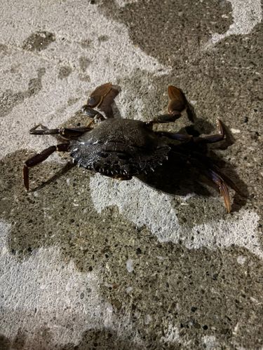 東京湾（アクアライン以北）