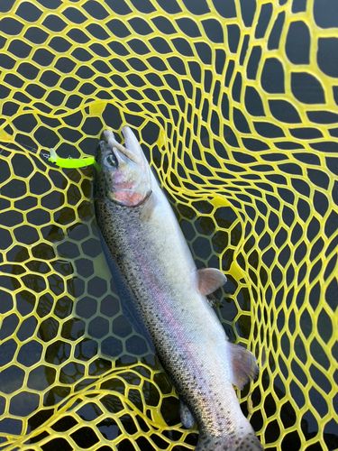 ベリーパーク in FISH ON! 王禅寺