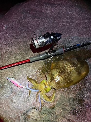 アオリイカの釣果