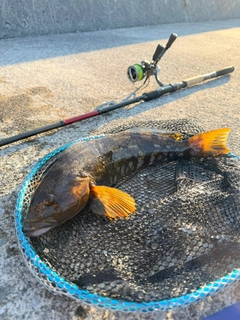アイナメの釣果