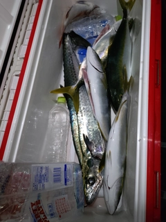 ヤズの釣果