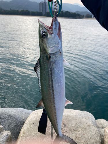 サゴシの釣果