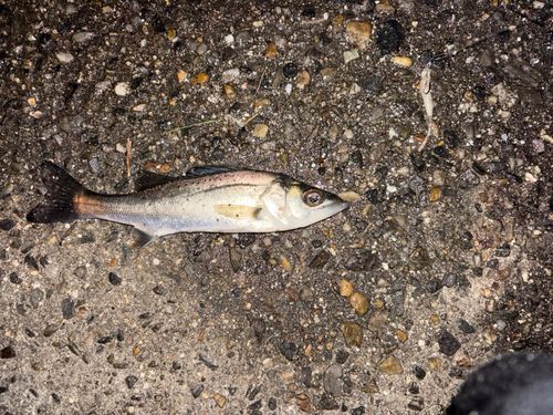 セイゴ（マルスズキ）の釣果