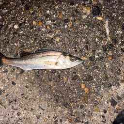 セイゴ（マルスズキ）