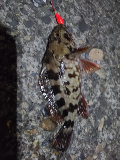 カサゴの釣果