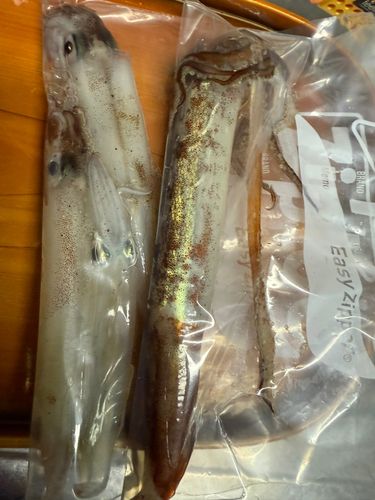 ヤリイカの釣果