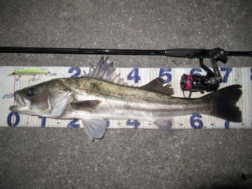 シーバスの釣果