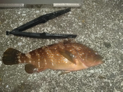 キジハタの釣果