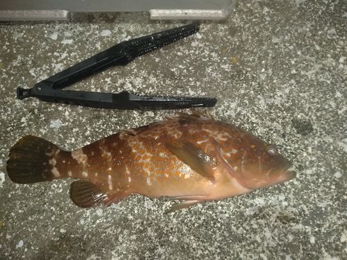 キジハタの釣果