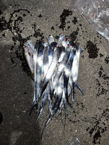 タチウオの釣果