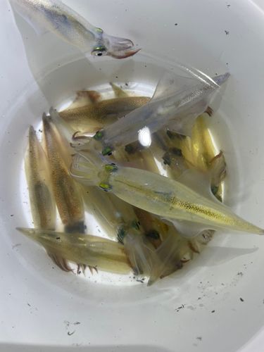 三陸海岸（青森）