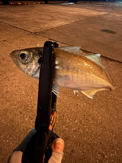 マアジの釣果