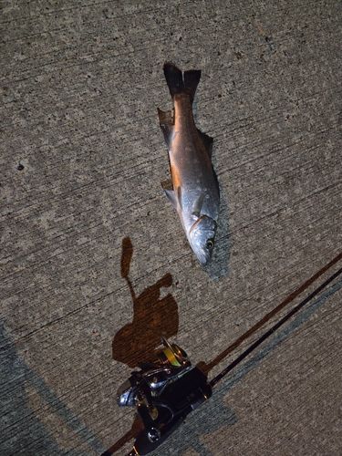セイゴ（マルスズキ）の釣果