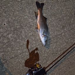 セイゴ（マルスズキ）