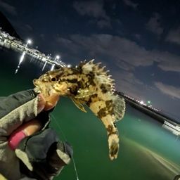 タケノコメバル