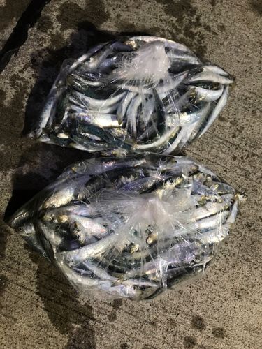 小名浜港市場前