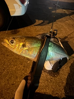 マアジの釣果