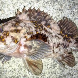 オウゴンムラソイ