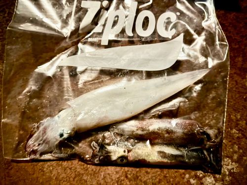 三陸海岸（岩手）