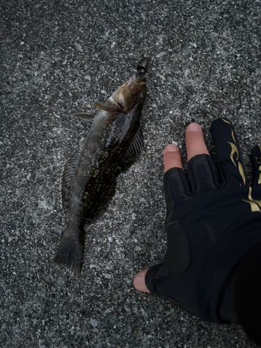 アイナメの釣果