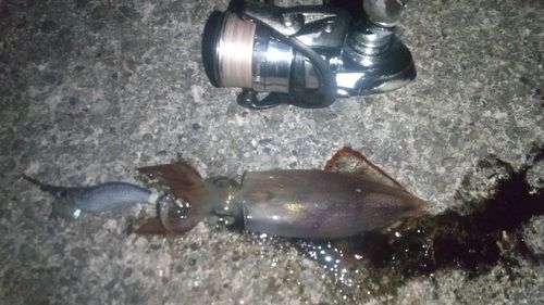 ケンサキイカの釣果