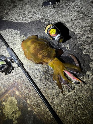 アオリイカの釣果