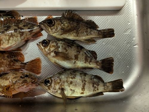 阿賀マリノポリス