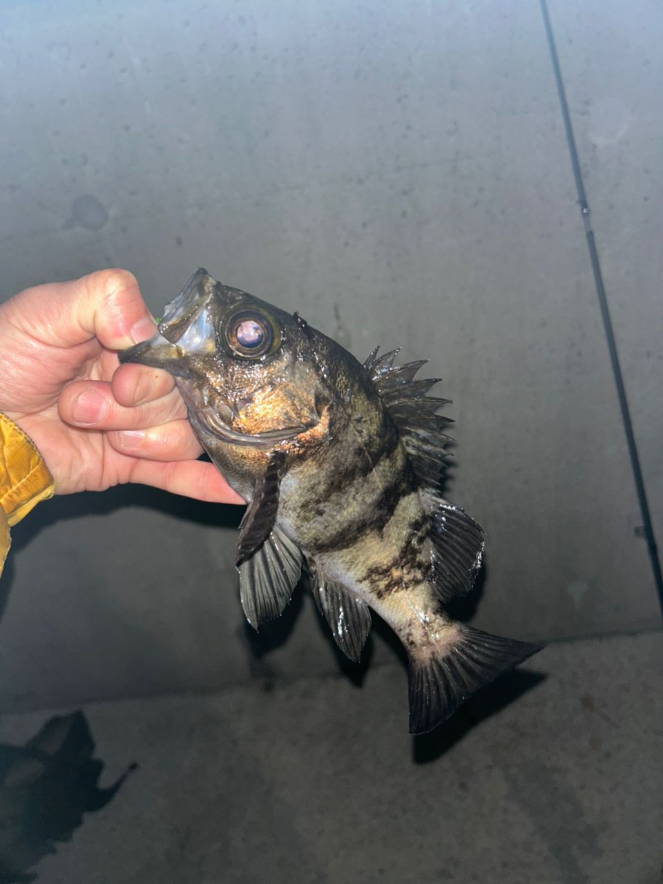 Gamakatsu ラグゼ 宵姫 爽 S73L-solidの最安値・インプレ・釣果 | 本音