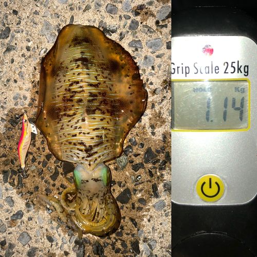 アオリイカの釣果