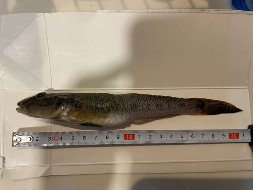 マリナタウン海浜公園