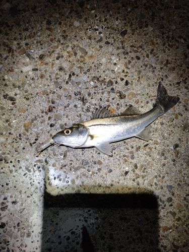 セイゴ（マルスズキ）の釣果