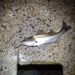 セイゴ（マルスズキ）