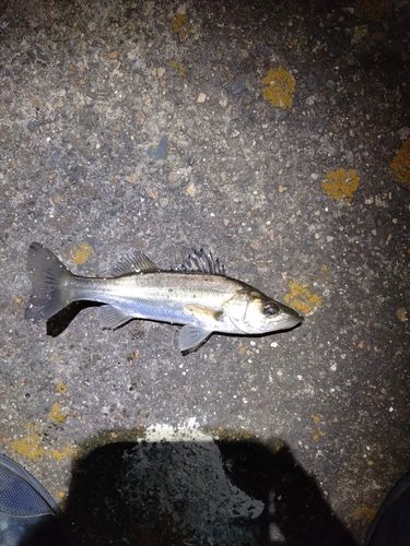 セイゴ（マルスズキ）の釣果