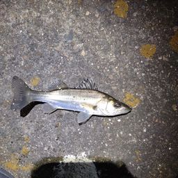 セイゴ（マルスズキ）