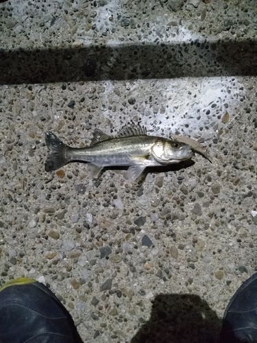 セイゴ（マルスズキ）の釣果