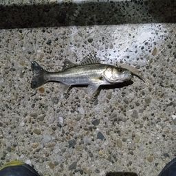 セイゴ（マルスズキ）