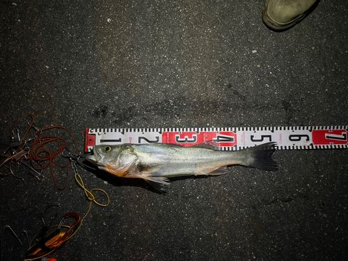 シーバスの釣果